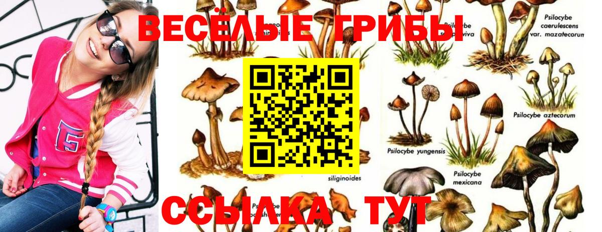 Георгиевск  Псилоцибиновые грибы мицелий  Вход с VPN 